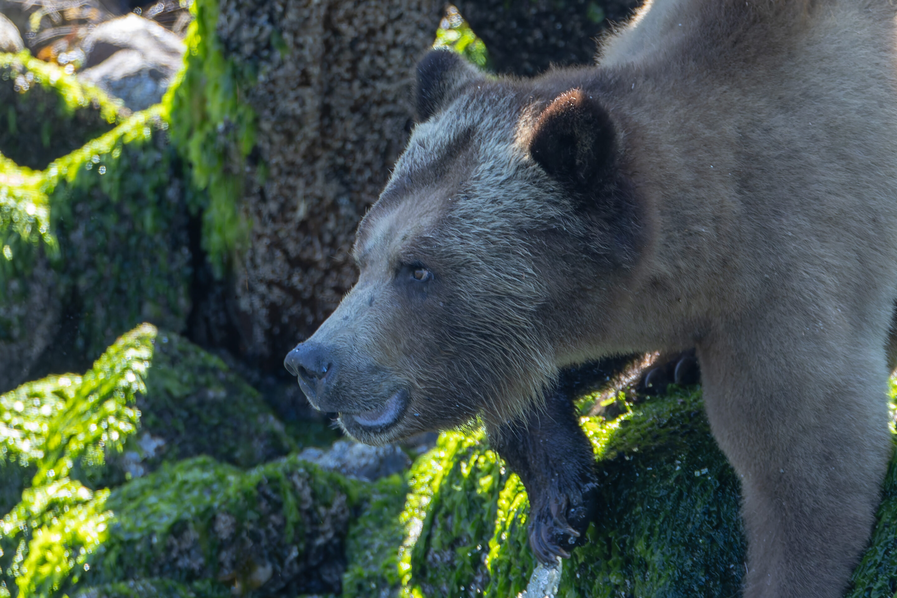 Grizzly
