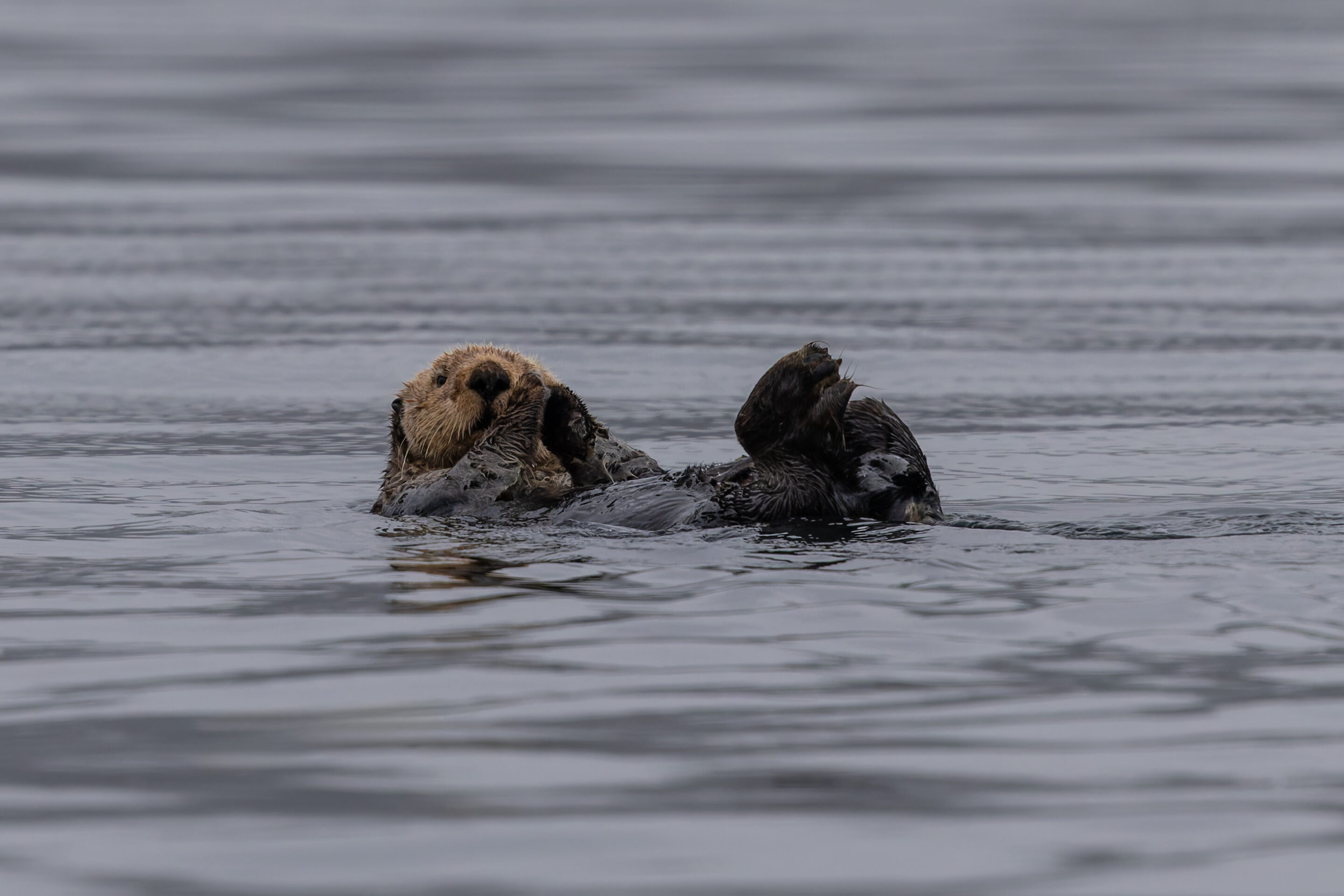 Loutre de mer
