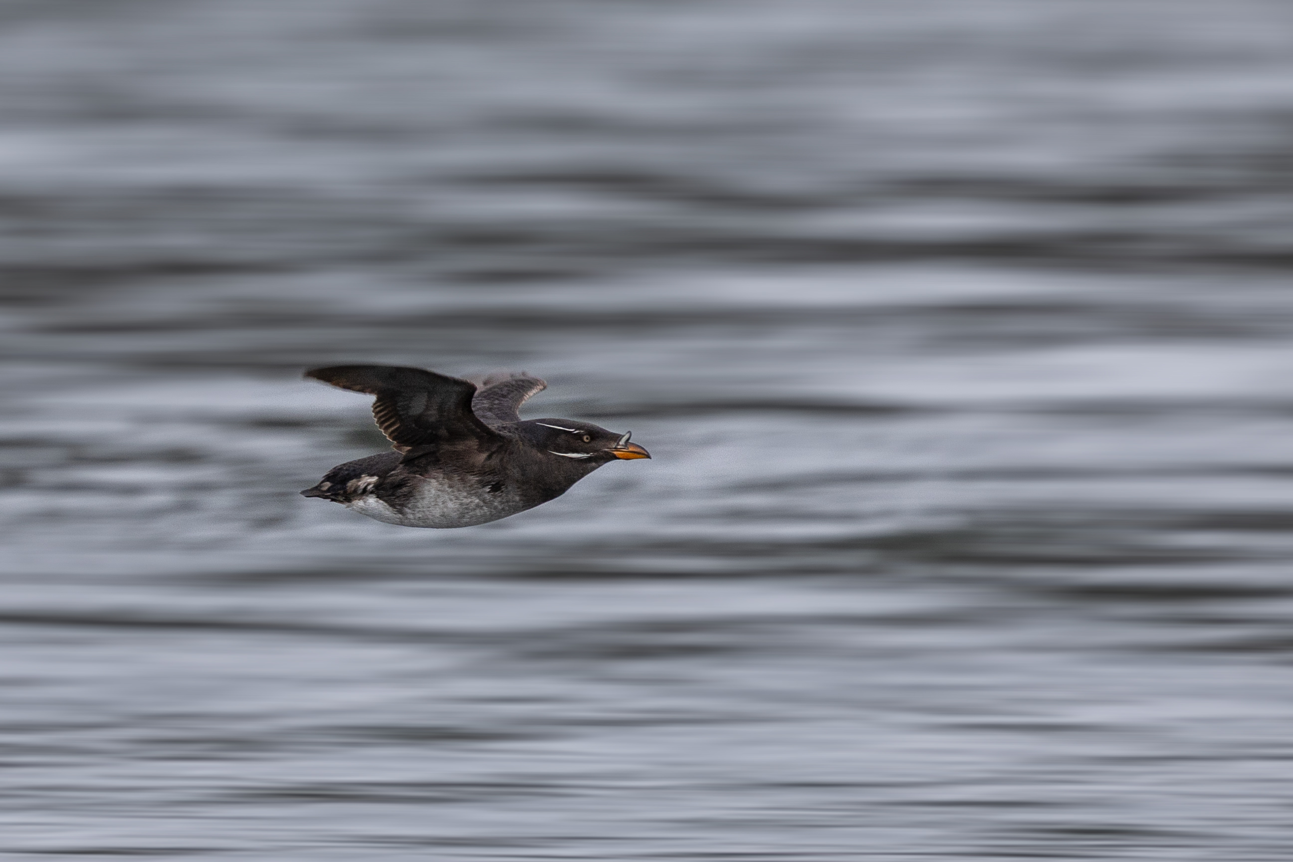 Macareux-rhinocéros