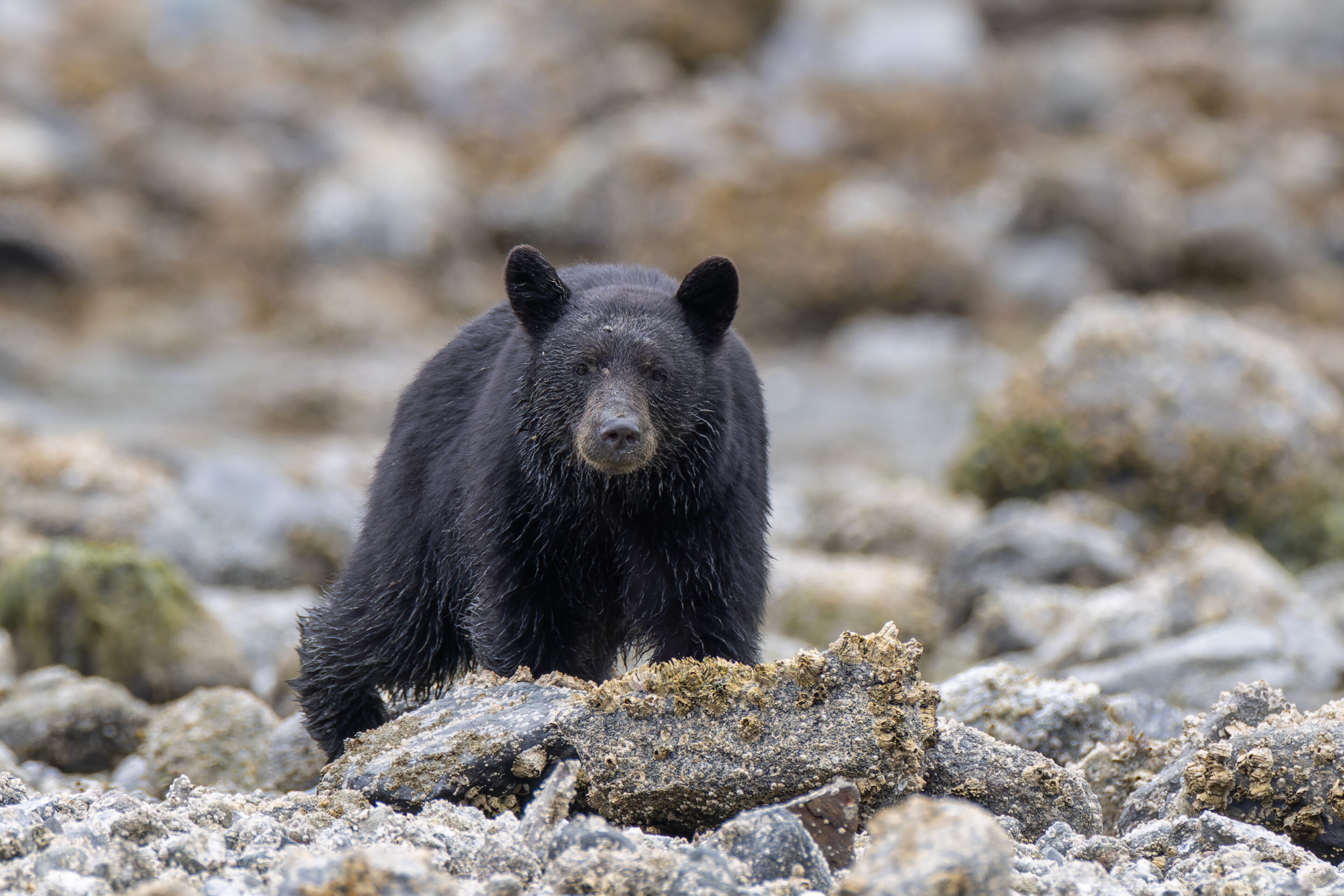 Ours noir