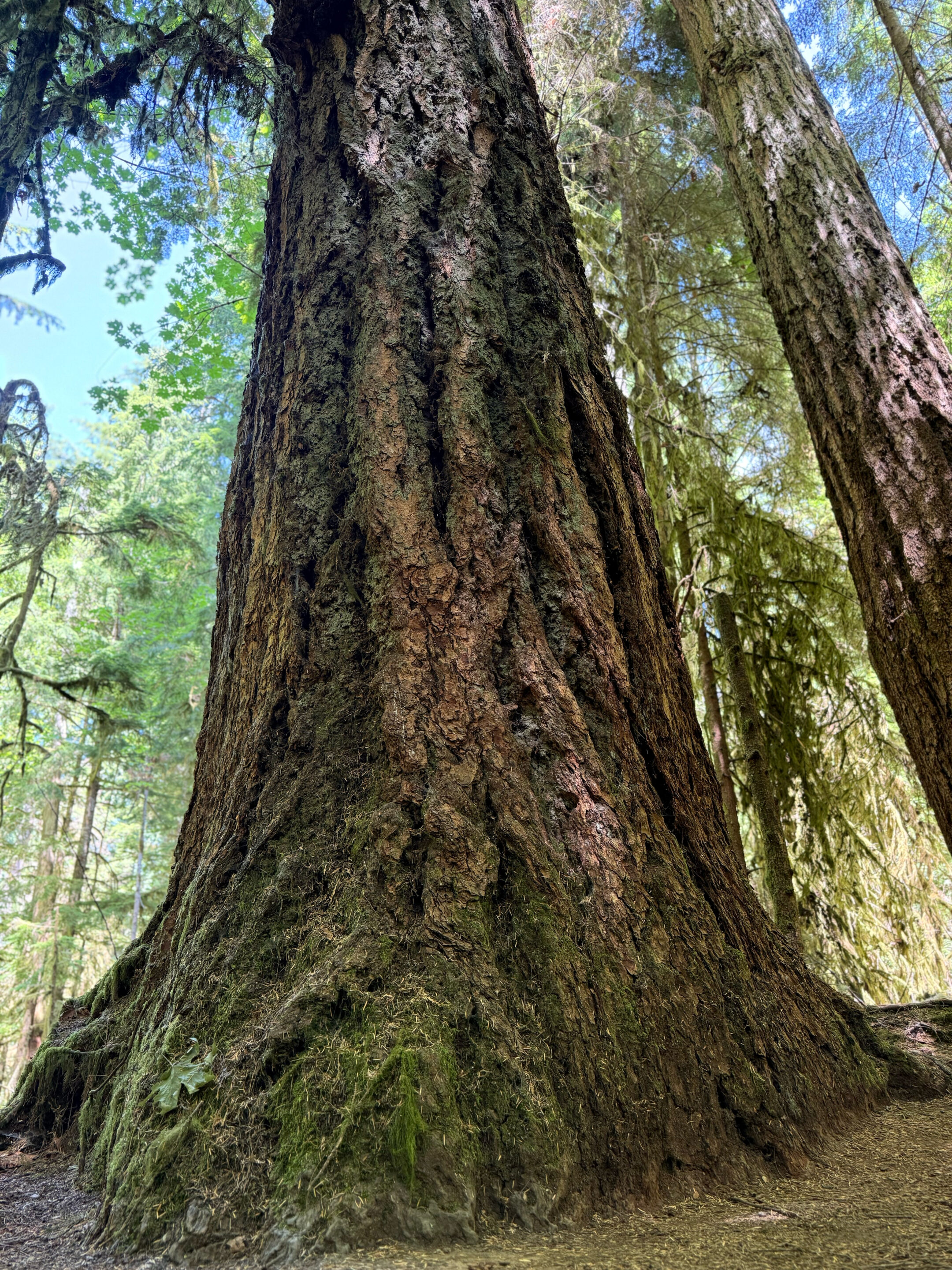 Cathedral Grove