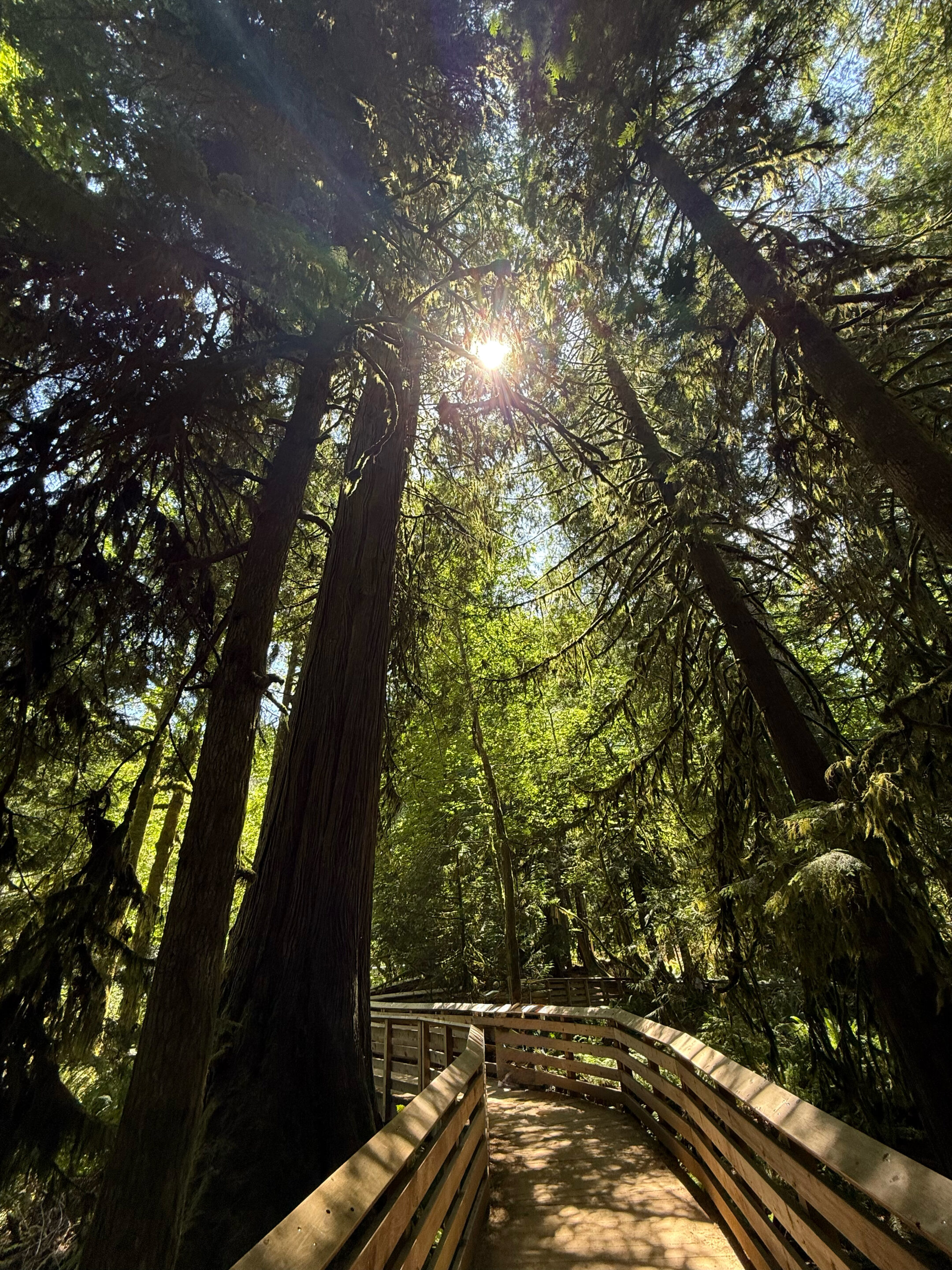 Cathedral Grove