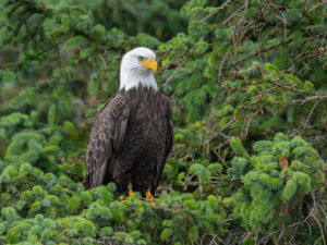 Pygargue à tête blanche