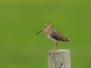 Bécassine des Marais
