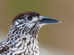 Casse-Noix Moucheté portrait