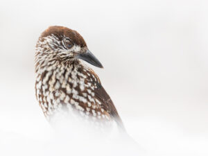 Casse Noix Moucheté