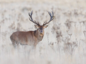 Cerf Elaphe Portrait
