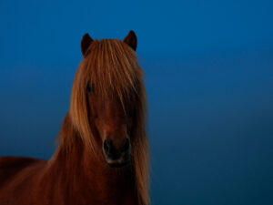 Cheval Islande Blue Hours