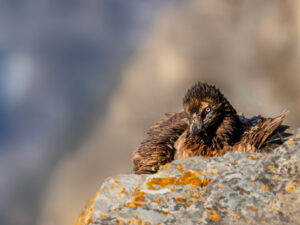 Gypaète Barbu Juvénile