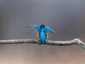 Martin Pêcheur Blue