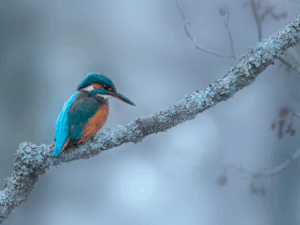 Martin-pêcheur sur une branche
