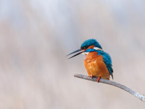 Martin Pêcheur d'Europe