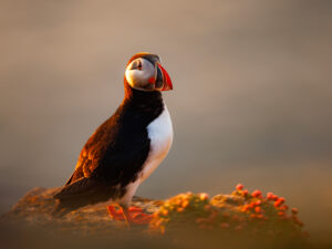 Macareux Moine Golden Hours